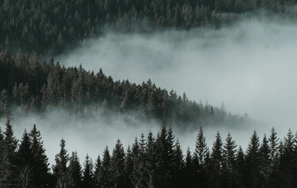 Serene misty forest landscape showcasing tranquil beauty in Rogla, Slovenia.