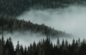 Serene misty forest landscape showcasing tranquil beauty in Rogla, Slovenia.