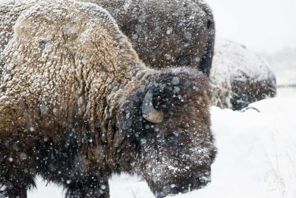 Close-up of a bison covered in snow during a winter storm in Wyoming, USA.