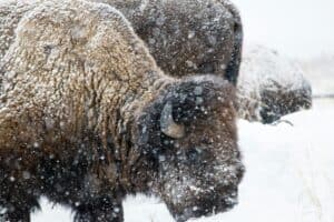 Close-up of a bison covered in snow during a winter storm in Wyoming, USA.